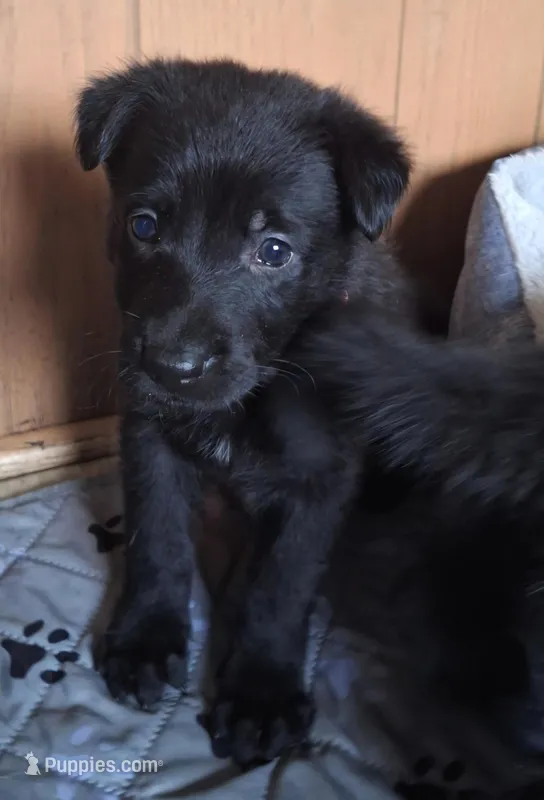 Vegas – German Shepherd Dog puppy for sale in Milwaukee, WI