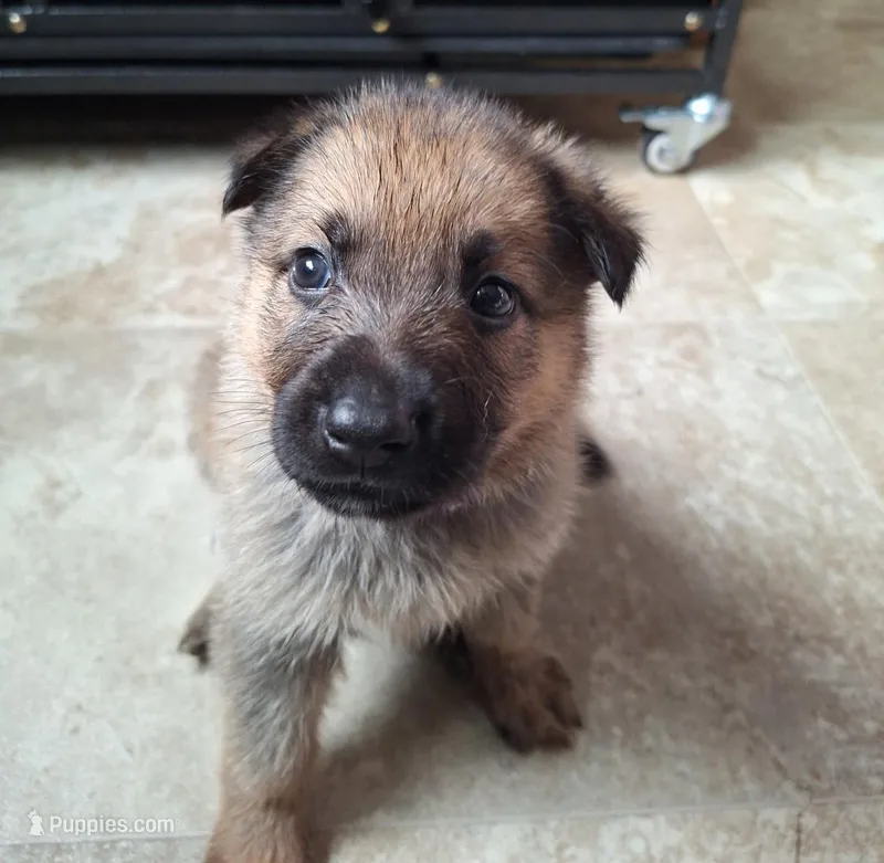 Roulette – German Shepherd Dog puppy for sale in Milwaukee, WI