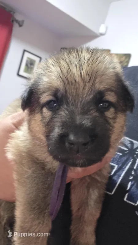 Roulette – German Shepherd Dog puppy for sale in Milwaukee, WI