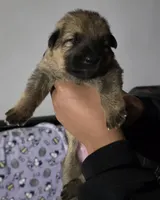 Roulette, a female German Shepherd Dog for sale in Milwaukee, WI – Photo 1 of 4