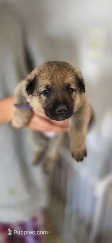 Roulette – German Shepherd Dog puppy for sale in Milwaukee, WI