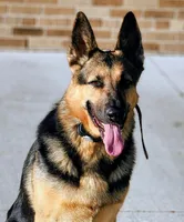 Roulette, a female German Shepherd Dog for sale in Milwaukee, WI – Photo 4 of 4