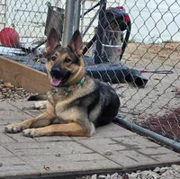 Roulette, a female German Shepherd Dog for sale in Milwaukee, WI – Photo 2 of 4