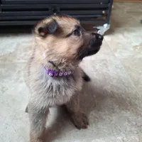 AKC Roulette, a female German Shepherd Dog for sale in Milwaukee, WI – Photo 3 of 5