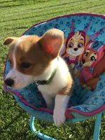 AKC Emmet (Green), a male Pembroke Welsh Corgi for sale in Hewitt, MN – 3 of 5