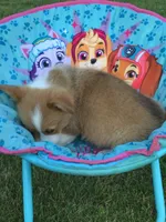 Katie Purple, a female Pembroke Welsh Corgi for sale in Hewitt, MN – 8 of 8