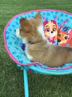 Katie Purple, a female Pembroke Welsh Corgi for sale in Hewitt, MN – 7 of 8