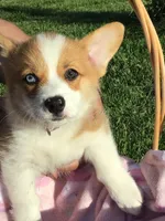 AKC Skye (Pink floral), a female Pembroke Welsh Corgi for sale in Hewitt, MN – 2 of 5