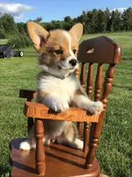 AKC Liberty (Stripes), a female Pembroke Welsh Corgi for sale in Hewitt, MN – 3 of 6
