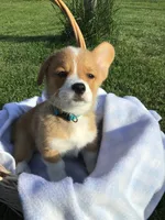 AKC Ryder (Light Blue), a male Pembroke Welsh Corgi for sale in Hewitt, MN – 2 of 7