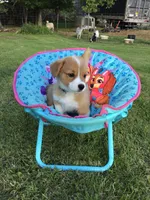 AKC Ryder (Light Blue), a male Pembroke Welsh Corgi for sale in Hewitt, MN – 3 of 7