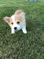 Marshall Red, a male Pembroke Welsh Corgi for sale in Hewitt, MN – 5 of 6