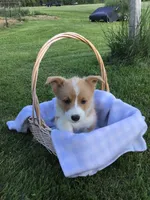 Rocky Green, a male Pembroke Welsh Corgi for sale in Hewitt, MN – 6 of 7