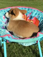 AKC Skye (Pink floral), a female Pembroke Welsh Corgi for sale in Hewitt, MN – 5 of 5