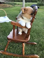 Rocky Green, a male Pembroke Welsh Corgi for sale in Hewitt, MN – 2 of 7