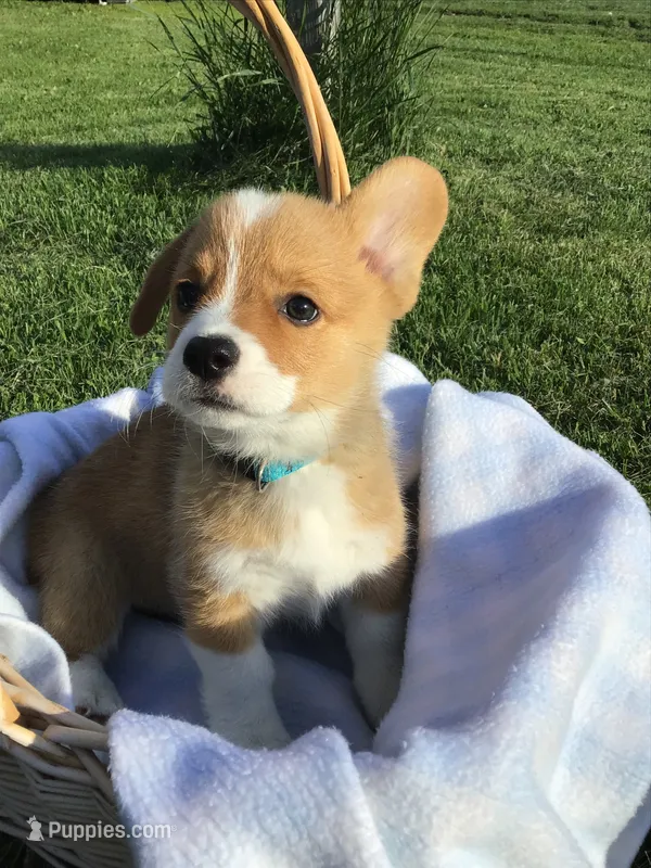 AKC Ryder (Light Blue) – Pembroke Welsh Corgi puppy for sale in Hewitt, MN
