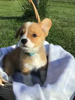 AKC Ryder (Light Blue), a male Pembroke Welsh Corgi for sale in Hewitt, MN – 1 of 7