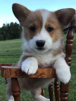 Katie Purple, a female Pembroke Welsh Corgi for sale in Hewitt, MN – 2 of 8