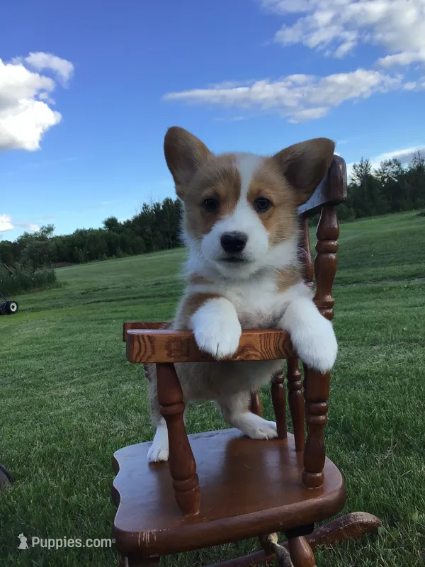 Katie Purple – Pembroke Welsh Corgi puppy for sale in Hewitt, MN