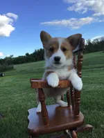 Katie Purple, a female Pembroke Welsh Corgi for sale in Hewitt, MN – 1 of 8