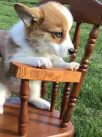 AKC Skye (Pink floral), a female Pembroke Welsh Corgi for sale in Hewitt, MN – 1 of 5
