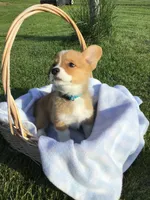 AKC Ryder (Light Blue), a male Pembroke Welsh Corgi for sale in Hewitt, MN – 5 of 7
