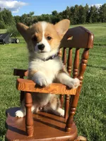 AKC Liberty (Stripes), a female Pembroke Welsh Corgi for sale in Hewitt, MN – 2 of 6
