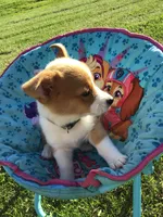 AKC Emmet (Green), a male Pembroke Welsh Corgi for sale in Hewitt, MN – 4 of 5