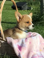 AKC Liberty (Stripes), a female Pembroke Welsh Corgi for sale in Hewitt, MN – 4 of 6