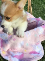 AKC Skye (Pink floral), a female Pembroke Welsh Corgi for sale in Hewitt, MN – 4 of 5