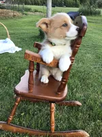 Rocky Green, a male Pembroke Welsh Corgi for sale in Hewitt, MN – 1 of 7