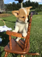 AKC Chase (Dark Blue), a male Pembroke Welsh Corgi for sale in Hewitt, MN – 2 of 5
