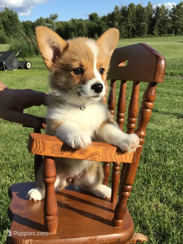 AKC Liberty (Stripes) – Pembroke Welsh Corgi puppy for sale in Hewitt, MN