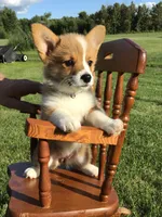 AKC Liberty (Stripes), a female Pembroke Welsh Corgi for sale in Hewitt, MN – 1 of 6