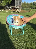 AKC Marshall (Red), a male Pembroke Welsh Corgi for sale in Hewitt, MN – 5 of 8