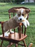 Katie Purple, a female Pembroke Welsh Corgi for sale in Hewitt, MN – 3 of 8