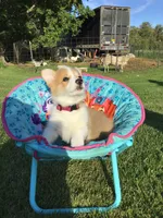 Marshall Red, a male Pembroke Welsh Corgi for sale in Hewitt, MN – 4 of 6