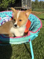 AKC Chase (Dark Blue), a male Pembroke Welsh Corgi for sale in Hewitt, MN – 4 of 5