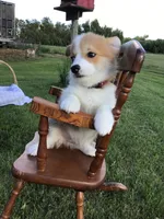 Marshall Red, a male Pembroke Welsh Corgi for sale in Hewitt, MN – 2 of 6