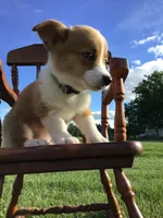 AKC Emmet (Green), a male Pembroke Welsh Corgi for sale in Hewitt, MN – 5 of 5