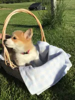 AKC Marshall (Red), a male Pembroke Welsh Corgi for sale in Hewitt, MN – 2 of 8
