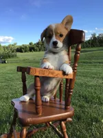 AKC Ryder (Light Blue), a male Pembroke Welsh Corgi for sale in Hewitt, MN – 6 of 7