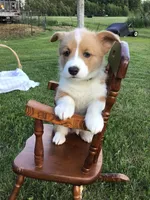 Rocky Green, a male Pembroke Welsh Corgi for sale in Hewitt, MN – 3 of 7