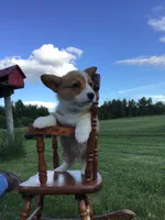 Katie Purple, a female Pembroke Welsh Corgi for sale in Hewitt, MN – 5 of 8