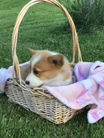 Katie Purple, a female Pembroke Welsh Corgi for sale in Hewitt, MN – 6 of 8