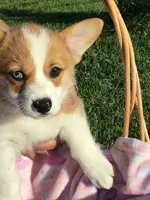 AKC Skye (Pink floral), a female Pembroke Welsh Corgi for sale in Hewitt, MN – 3 of 5