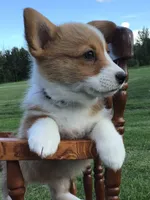 Katie Purple, a female Pembroke Welsh Corgi for sale in Hewitt, MN – 4 of 8