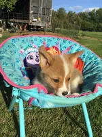 AKC Chase (Dark Blue), a male Pembroke Welsh Corgi for sale in Hewitt, MN – 3 of 5