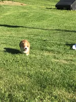 AKC Emmet (Green), a male Pembroke Welsh Corgi for sale in Hewitt, MN – 2 of 5