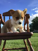 AKC Emmet (Green), a male Pembroke Welsh Corgi for sale in Hewitt, MN – 1 of 5
